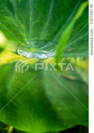 Drops of water collected on lotus leaves Drops of water collected on lotus leaves 130789176
