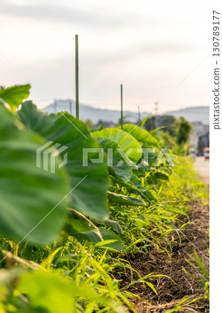 Lotus root leaves illuminated by the setting sun Lotus root leaves illuminated by the setting sun 130789177
