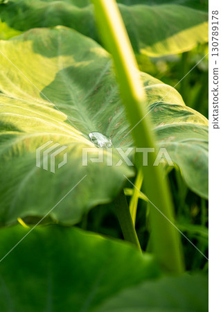 Lotus potato leaves close to harvest 130789178