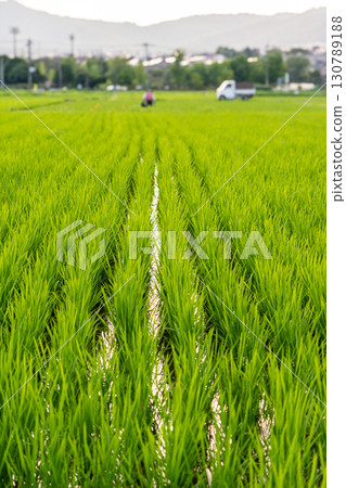 Rice swaying in the wind 130789188