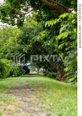 Promenade surrounded by green Promenade surrounded by green 130789192