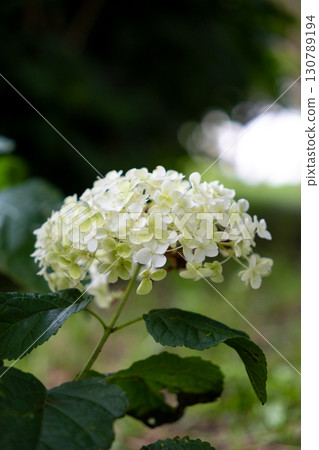 步道上的白色繡球花 130789194
