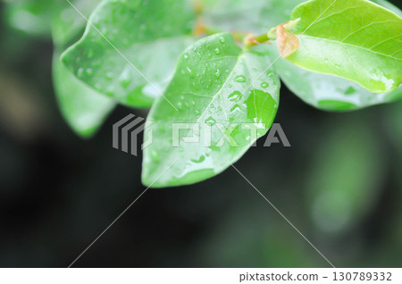 ficus pumila or climbing fig or MORACEAE and rain droplet 130789332