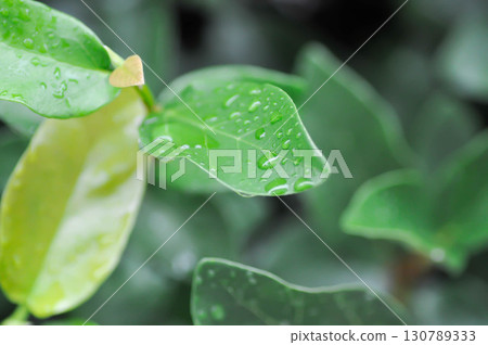 ficus pumila or climbing fig or MORACEAE and rain droplet 130789333