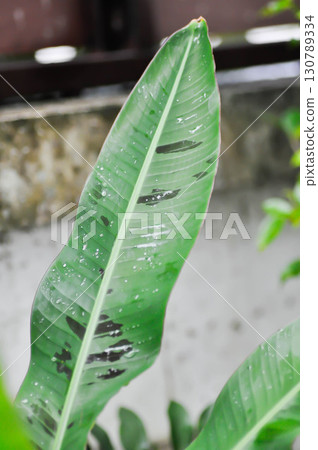 banana plant, blood banana or Musa acuminata or Musa balbisiana and rain droplet banana plant, blood banana or Musa acuminata or Musa balbisiana and rain droplet 130789334