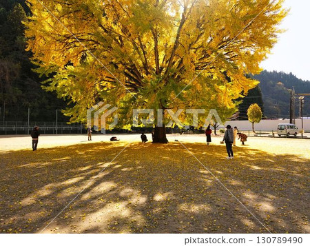 銀杏樹用黃色葉子排行 130789490