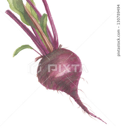 Watercolor beets 130789494