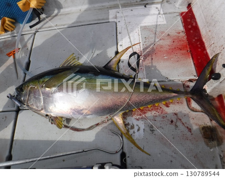 A large tuna has been caught and the view from the deck of a fishing boat 130789544