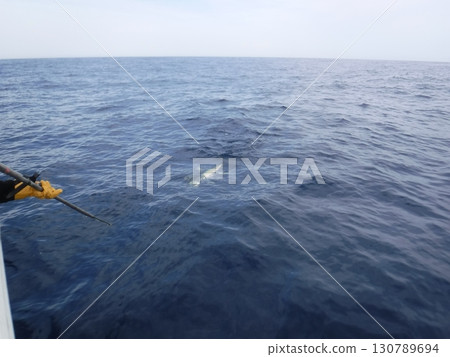 A tuna caught offshore and the moment it was reeled in A tuna caught offshore and the moment it was reeled in 130789694