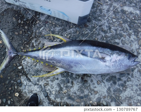 Fresh tuna landed at the port 130789767
