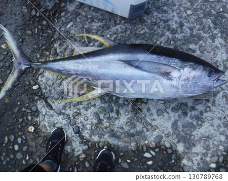 Fresh tuna landed at the port 130789768