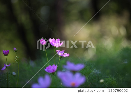 盛開在波斯菊田中的美麗波斯菊花 130790002