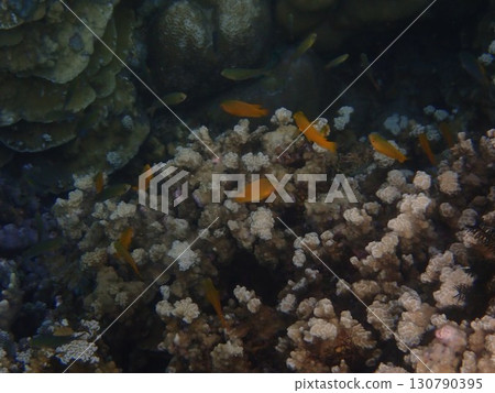 Fish in Amed, Bali, Indonesia Fish in Amed, Bali, Indonesia 130790395