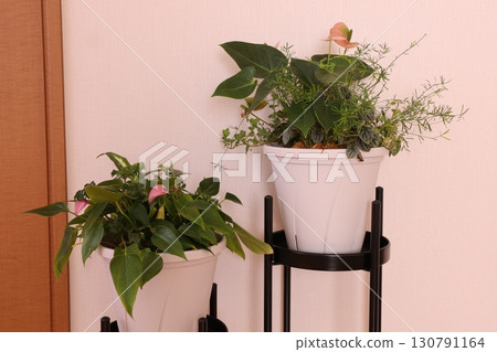 Room with ornamental plants 130791164
