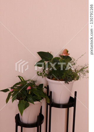 觀賞植物的房間 觀賞植物的房間 130791166