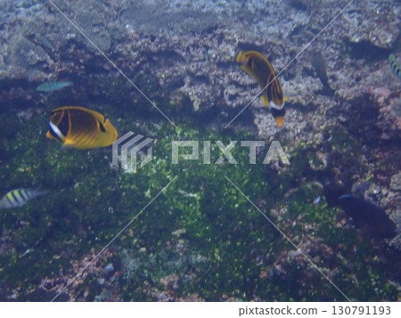 Fish of Nusa Penida Island, Indonesia Fish of Nusa Penida Island, Indonesia 130791193