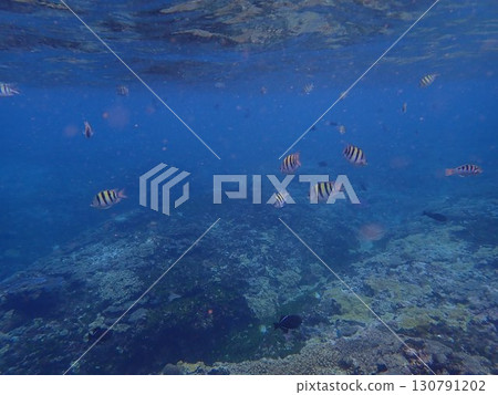 Fish of Nusa Penida Island, Indonesia Fish of Nusa Penida Island, Indonesia 130791202
