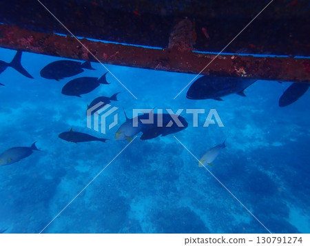 來自印尼藍夢島的魚 130791274