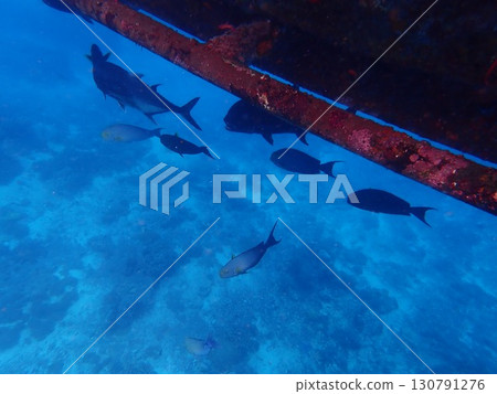 來自印尼藍夢島的魚 來自印尼藍夢島的魚 130791276