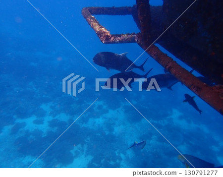 來自印尼藍夢島的魚 來自印尼藍夢島的魚 130791277