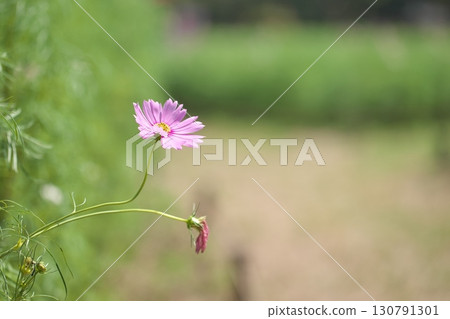 步道上盛開的波斯菊 步道上盛開的波斯菊 130791301