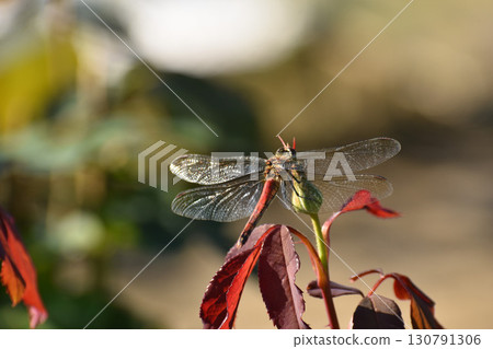 A red dragonfly resting on an autumn rose A red dragonfly resting on an autumn rose 130791306
