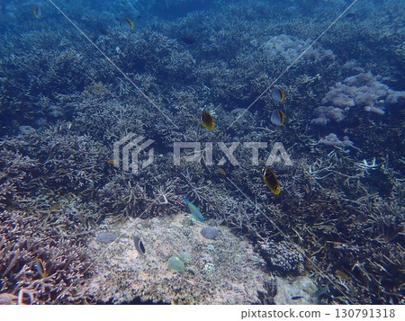 Fish from Lembongan Island, Indonesia Fish from Lembongan Island, Indonesia 130791318