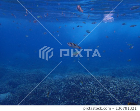 來自印尼藍夢島的魚 來自印尼藍夢島的魚 130791321