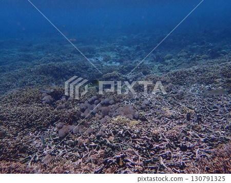 Fish from Lembongan Island, Indonesia 130791325