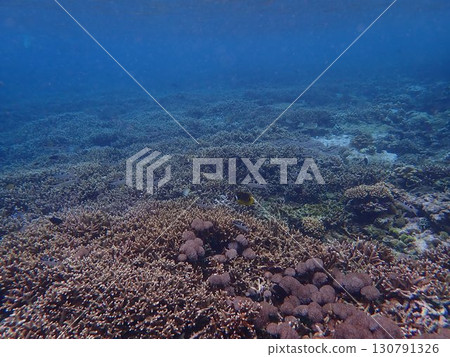 Fish from Lembongan Island, Indonesia 130791326