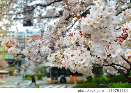 Close-up of white cherry blossoms in full bloom 1 Close-up of white cherry blossoms in full bloom 1 130791384