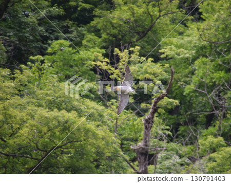 A male peregrine falcon flies off from its nest to chase away predators that have invaded its breeding territory (ultra-telephoto zoom shot) A male peregrine falcon flies off from its nest to chase away predators that have invaded its breeding territory (ultra-telephoto zoom shot) 130791403