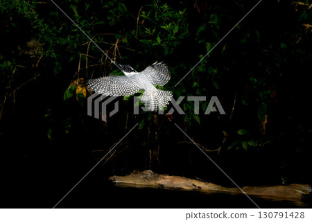 翠鳥飛翔,黑色背景 翠鳥飛翔,黑色背景 130791428