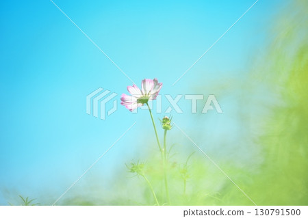 Beautiful pink cosmos flowers against the blue sky 130791500