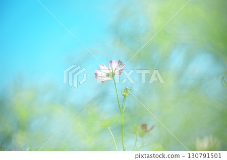 Beautiful pink cosmos flowers against the blue sky 130791501