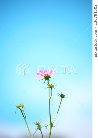 Beautiful pink cosmos flowers against the blue sky Beautiful pink cosmos flowers against the blue sky 130791502