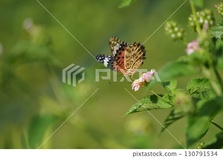 馬纓丹花和雌性燕尾蝶 馬纓丹花和雌性燕尾蝶 130791534