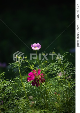 Seasonal flower: Cosmos Seasonal flower: Cosmos 130791676