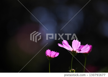 Seasonal flower: Cosmos 130791677