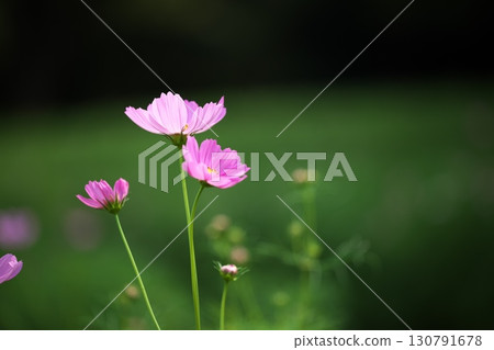 季節性花卉:大波斯菊 季節性花卉:大波斯菊 130791678