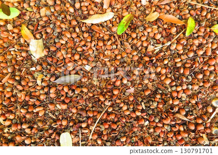 橡實掉在地上的風景2 橡實掉在地上的風景2 130791701