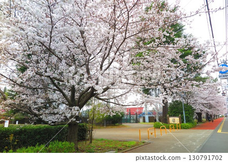 Spring scenery of a park with cherry blossoms in full bloom 1 Spring scenery of a park with cherry blossoms in full bloom 1 130791702