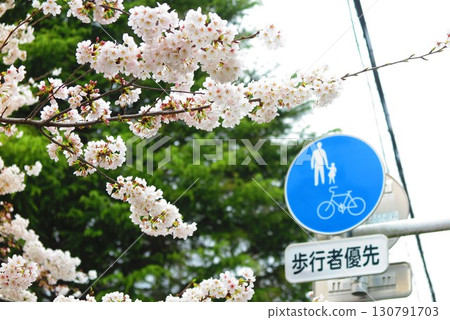 Spring scenery of a park with cherry blossoms in full bloom 2 130791703