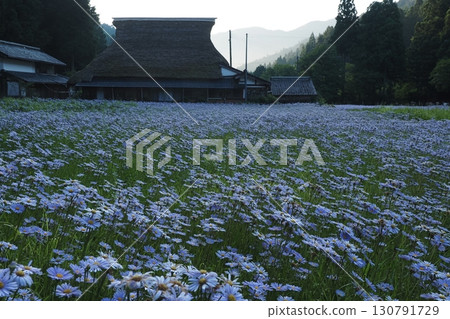 A mountain village landscape with Yuzen chrysanthemums in bloom A mountain village landscape with Yuzen chrysanthemums in bloom 130791729