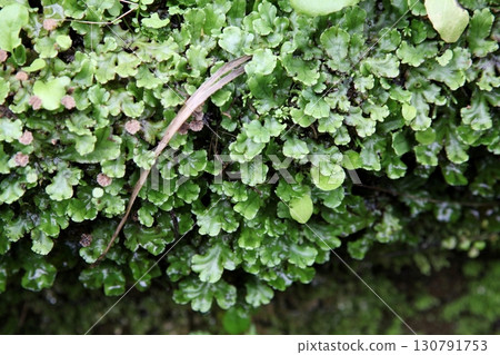 A rampant colony of liverwort 130791753