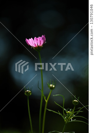 端莊綻放的波斯菊花 130791846