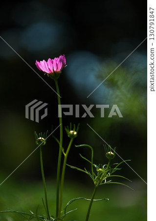 端莊綻放的波斯菊花 130791847