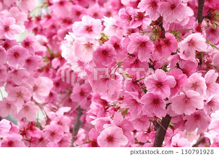 春天公園裡盛開的櫻花的特寫 6 130791928