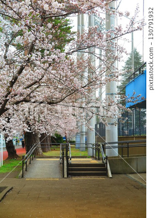 櫻花盛開的公園春日風景 9 櫻花盛開的公園春日風景 9 130791932