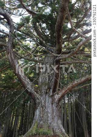 Ipponsugi of Iwao Pond 130792121